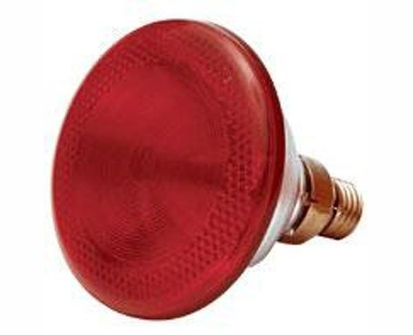 Poltek - Poultry Infra Red Lamp - Light Bulbs & Lighting - 1/100 - 175w