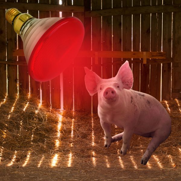 Infra Red Lamp 175W